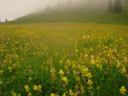 2013-06-22_Hirschhoerndl_Jochberg (356).JPG